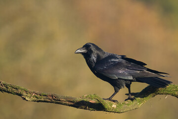 Bird beautiful black raven ( Corvus corax ) North Poland Europe sitting on the tree, amazing blurred autumn background	