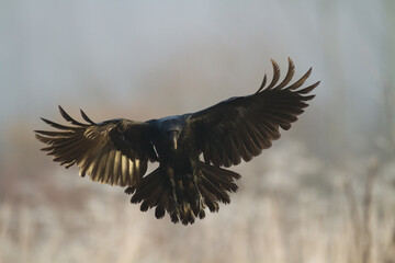 flying Bird beautiful raven Corvus corax North Poland Europe	