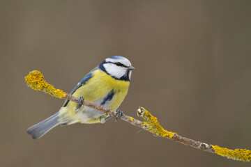 Bird - Blue Tit Cyanistes caeruleus perched on tree	