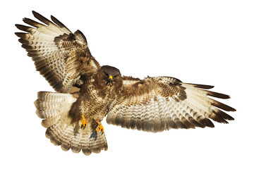 Birds of prey - Common buzzard Buteo buteo flying, hawk bird, predatory bird close up flying bird...