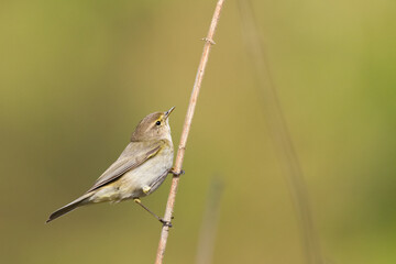 Small bird - Chiffchaff Phylloscopus collybita perched on tree, summer time	