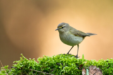 Small bird - Chiffchaff Phylloscopus collybita perched on tree, summer time	