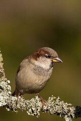 Bird - House sparrow Passer domesticus sitting on the branch	