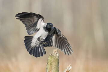 Bird - Hooded crow Corvus cornix in amazing warm background Poland Europe	