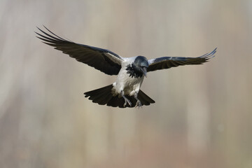 Bird - Hooded crow Corvus cornix in amazing warm background Poland Europe	