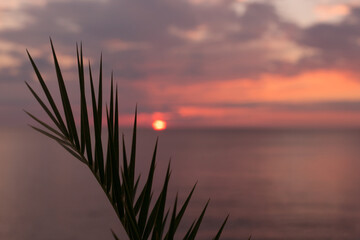 Tropical Pink Sunset on the Sea Through the Palm Leaves. Blur Background