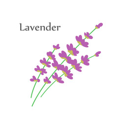 Lavender flower close up. Aroma wild plant. Flora and botany. Flat vector illustration isolated on white background