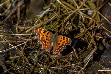 butterfly on the ground