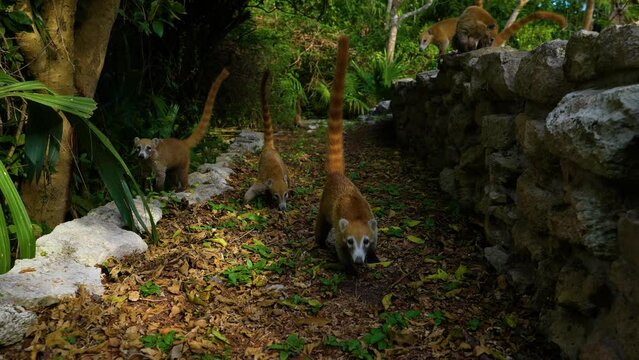 Coatis, also known as coatimundis in Xcaret Park. The video shows coati moving freely on the territory of Xcaret Park in Mexico