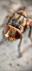 House fly macro photography 