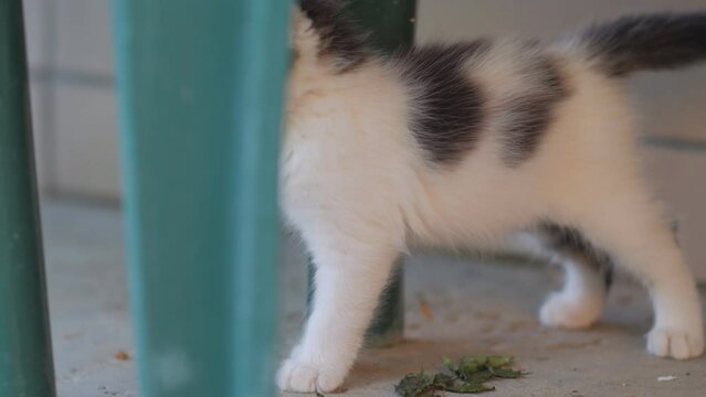 Kitten cobweb and spider branch with leaves closeup