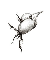 Rosehip branch with fruits. Hand drawn black and white illustration in graphics
