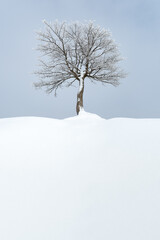 Minimalist winter landscape with lone tree