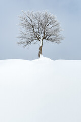 Fototapeta premium Minimalist winter landscape with lone tree