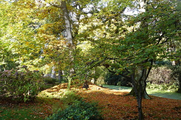 Autumn in the public parks in the Netherlands