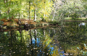 Obraz premium Autumn in the public parks in the Netherlands