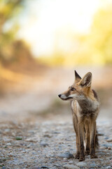 red fox in the wild with a gold background
