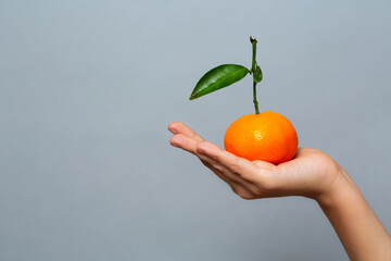 child's hand holds a tangerine. simple fruit display on gray background