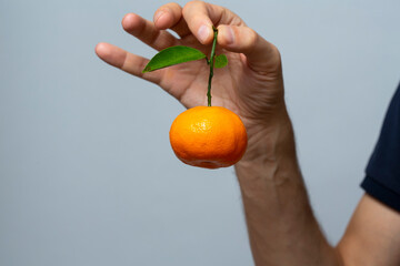 a man's hand holds a tangerine by the stem. demonstration of fruit on a gray background. close-up