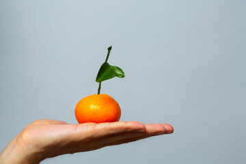 child's outstretched hand holds a tangerine. simple fruit display on gray background