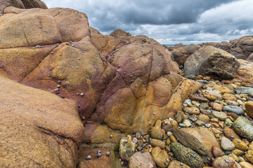 Rocks covered with shells on the Atlantic coast.