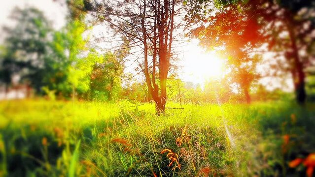 sunlight through the trees of the forest