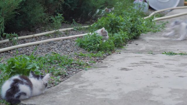 Kittens run and jump playing in the yard