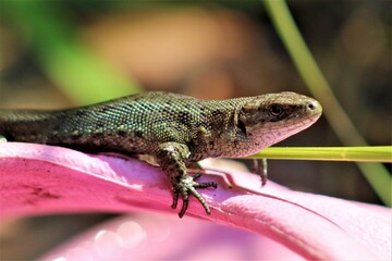 lizard on a leaf