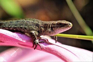 lizard on a rock