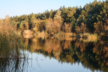 Autumn forest landscape. The river surface and the trees reflected in it