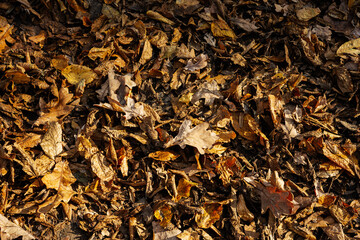 Close up of a yellow leafsi n the bright rays of the autumn sun background.