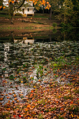 Autumn leaves on the water at an old mill pond.