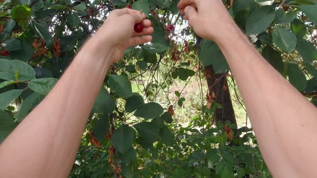 Hands picking cherries POV slow motion work in the garden