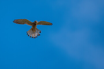 blue tailed hawk