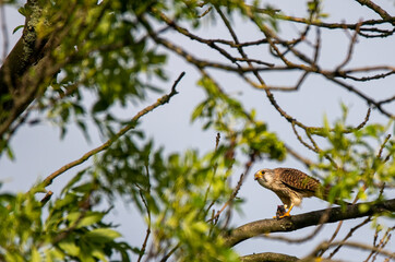bird on a tree