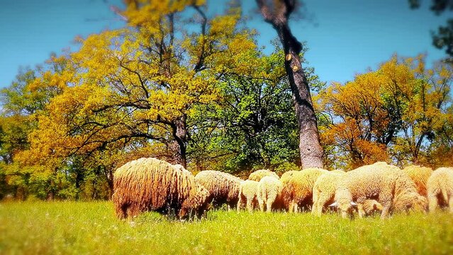 the herd of sheep grazes on green a meadow