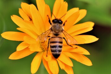 bee on a flower