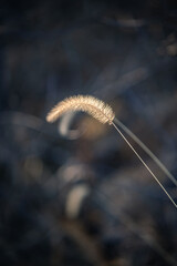 ears of wheat on the field