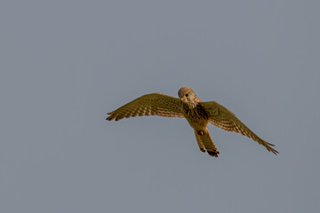 osprey in flight