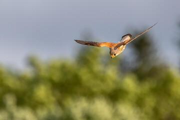 hummingbird in flight