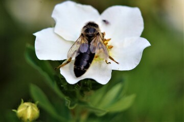 bee on a flower