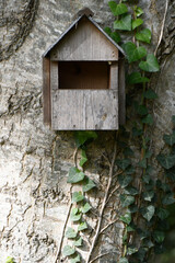 Empty wooden bird box on a large old tree with ivy growing on it. 