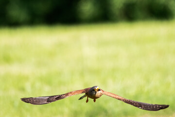 dragonfly on the grass