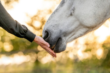 Friendship bond and connection between humans and horses soft touch with hand and nose