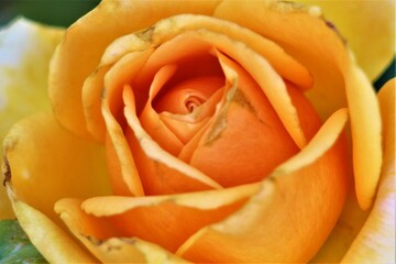 yellow rose closeup