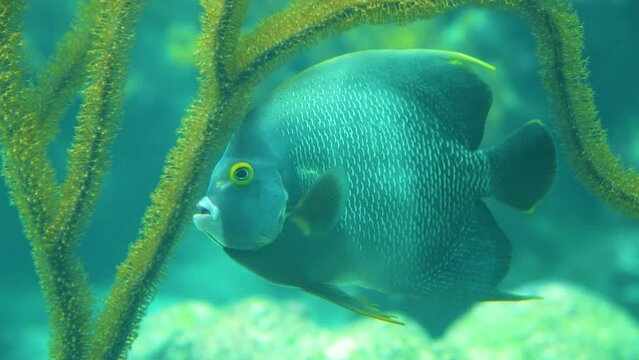 Angel fish swimming quietly near the seaweed.