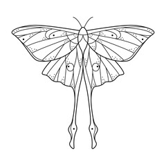 Sacred line geometric luna moth. Abstract mystic geometry butterfly. Vector illustration. - obrazy, fototapety, plakaty