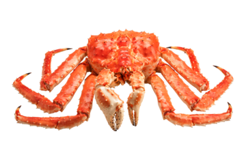 Large red kamchatsky king crab isolated on a transparent background