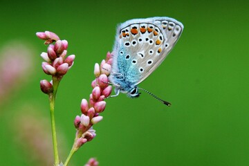 butterfly on a flower