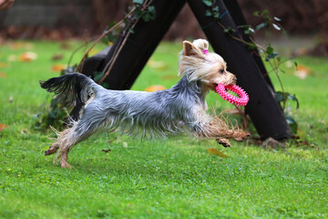 Yorkshire. Mały szary piesek wesoło bawi się w ogrodzie.  © FotoDax